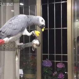 鹦鹉吃瓜怎么去籽,籽粒无踪影