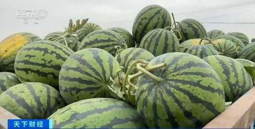 台东吃瓜,品味夏日甜蜜时光