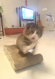 吃瓜憋笑猫,揭秘网络红猫的搞笑日常