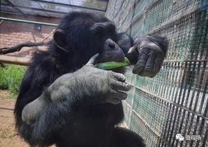 动物吃瓜图片大全,瓜果美食大赏