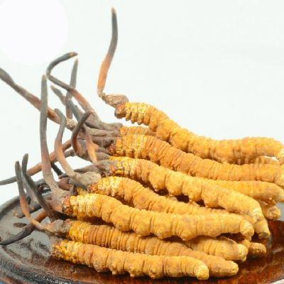 冬虫夏草吃瓜,滋补养生，夏日吃瓜新风尚