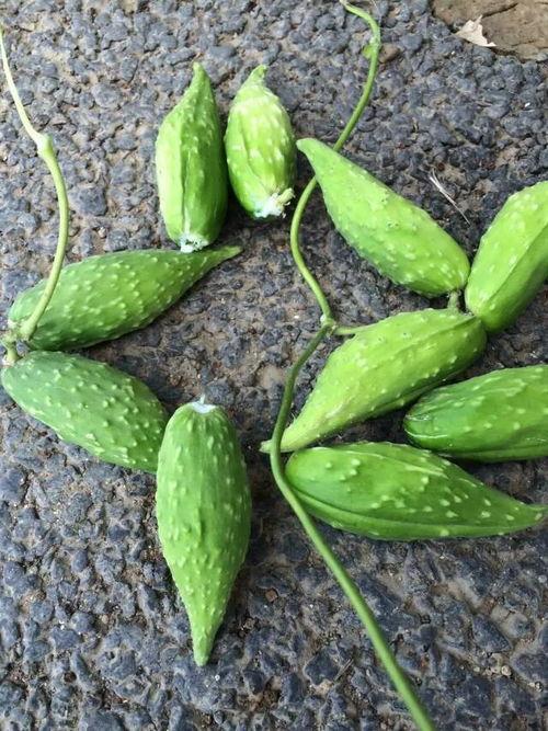 梦见吃野生的瓜,探寻野生瓜果的神秘诱惑