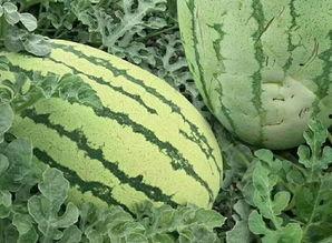 德宏瓜花怎么吃,探索云南特色美食之旅