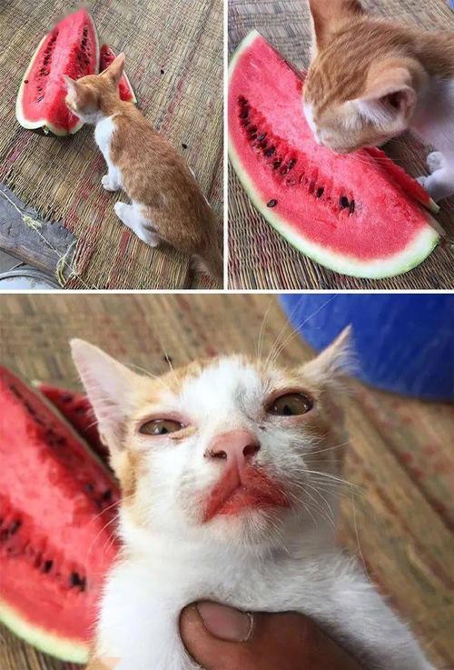 cat吃瓜版,揭秘猫咪的“瓜”事