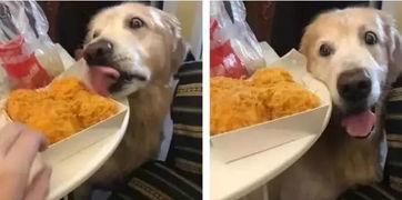 吃瓜放狗被抓视频,监控视频揭露惊人一幕