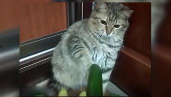 猫吃瓜大战,一场关于瓜的美食盛宴