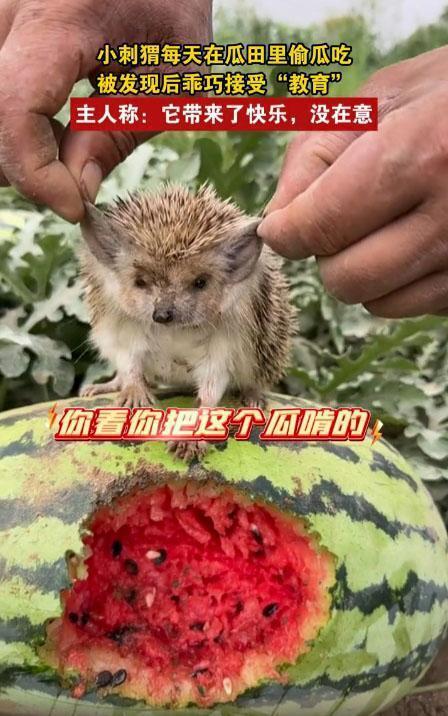 什么小动物吃瓜,揭秘爱吃瓜的小动物们